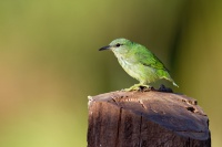 Kvetomil azurovy - Cyanerpes lucidus - Shining Honeycreeper o3969